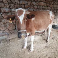 گاو گوشتی قصابی کشتاری