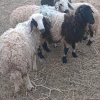 بره نر فروشی|حیوانات مزرعه|زرند, |دیوار