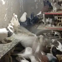 40 تا گرفتنی کفتر جا