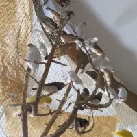 فنچ