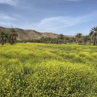 زمین-فروشی-58متر-مربع-مناسب-برای-ساخت-مغازه