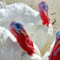 بوقلمون زنده پرواری|حیوانات مزرعه|زاوه, |دیوار