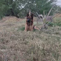 سگ ژرمن شپرد|سگ|شمیل, |دیوار