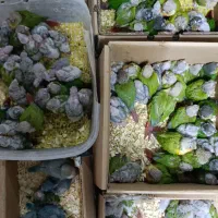 کواکر راهب گرین تعداد