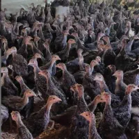 جوجه بوقلمون بیوتی وبرنز۱ روزه الی ۲ماه تخم نطفه د