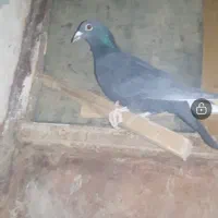 کبوتر سیاه دست پرسفید از هر طرف چند پرسفید داره