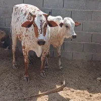 دو رگ جرسی