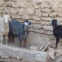 فروش سه عدد بز|حیوانات مزرعه|سمنان, |دیوار