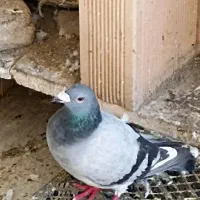 کبوتر پلاکی و دورگه|پرنده|هشتگرد, فاز ۷ مهستان|دیوار