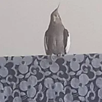 گمشده عروس هلندی