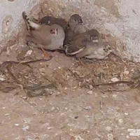 فنج|پرنده|قزوین, |دیوار