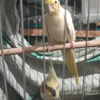 2 جفت عروس هلندی تظمینی|پرنده|مبارکه, |دیوار