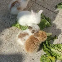 بچه خرگوش لوپ