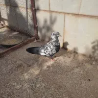 کفتر پرشی و زینتی