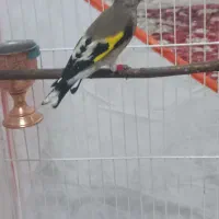 سهره دورگ نر دهن دار|پرنده|مشهد, ابوذر|دیوار