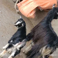 بزبابزغاله درشت نر