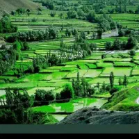 برنج اصیل دم سیاه کلات نادر کاملا ارگانیک|خوردنی و آشامیدنی|مشهد, حسابی جنوبی (شهرک غرب)|دیوار