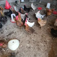 فروش مرغ تخمگذار ،جوان،سرحال