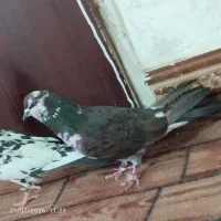 کفتر