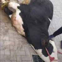 قصابی و سلاخی
