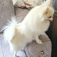 پامر ماده بالغ پامرانین