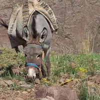 الاغ نر|حیوانات مزرعه|لواسان, |دیوار