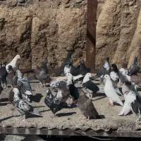 کفتر دونسته و پرشی کفتر تیرماه|پرنده|تهران, آهنگ|دیوار