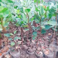 فروش نهال پسته|خدمات باغبانی و درختکاری|سبزوار, جهاد کشاورزی|دیوار