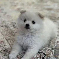 سایز متوسط