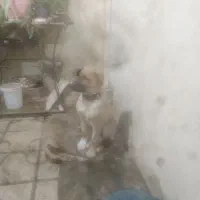 سگ. نگهبان|سگ|شیراز, بریجستون|دیوار