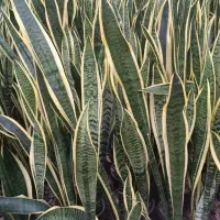 فروش عیدانه سانسوریا