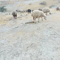 14راس میش داشتی|حیوانات مزرعه|کازرون, |دیوار