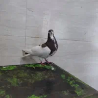 رنگی هوایی زرنگ