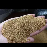 بذر یونجه همدانی بذر یونجه رنجر