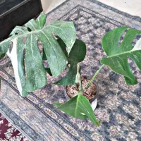 حراج گل مانسترا دلیسوز ابلغ و سبز|گل و گیاه طبیعی|قائن, |دیوار