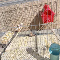 فنچ های زیبا با قفس|پرنده|سقز, |دیوار