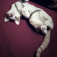 واگذاری گربه شناسنامه داره