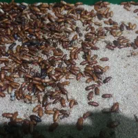 مولد میلورم