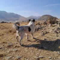 واگذاری سگ قدریجون گله دهن پاک|سگ|زالیان, |دیوار