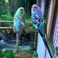 یک جفت مرغ عشق معاوضه با قناری نر مست