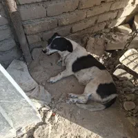 سگ پاپی سالم