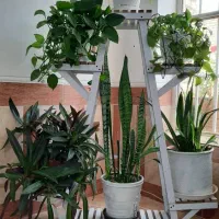 استند گل|گل و گیاه طبیعی|شیراز, شهرک مهدی‌آباد|دیوار