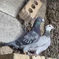 کفتر نر و ماده