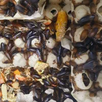 سوسک دوبیا روچ فیدر