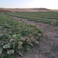 اجاره-زمین-کشاورزی-ابی-2-هکتار