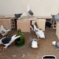کفتر.