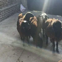 4راس نر1راس ماده شیرمست|حیوانات مزرعه|قزوین, |دیوار