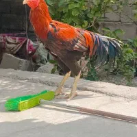 فروشی زیر قیمت