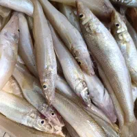 ماهی فروشی هلیا