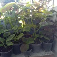 گلهای زیبا وسالم ۴۰هزار|گل و گیاه طبیعی|هشتگرد, فاز ۷ مهستان|دیوار